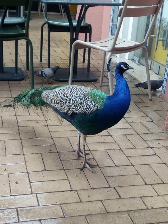 NãoMeCansoDisto_pavão.jpg