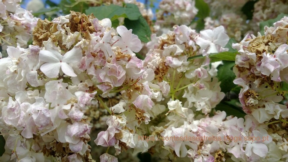 flor 24Nov pt.jpg