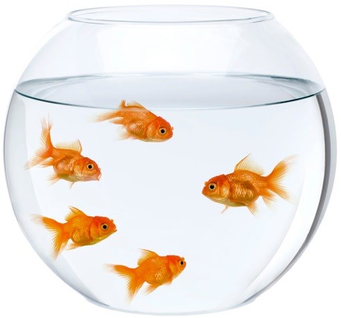 Aquario-5Peixes.jpg Aquario-5Peixes.jpg