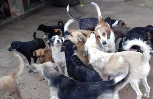 cães cães