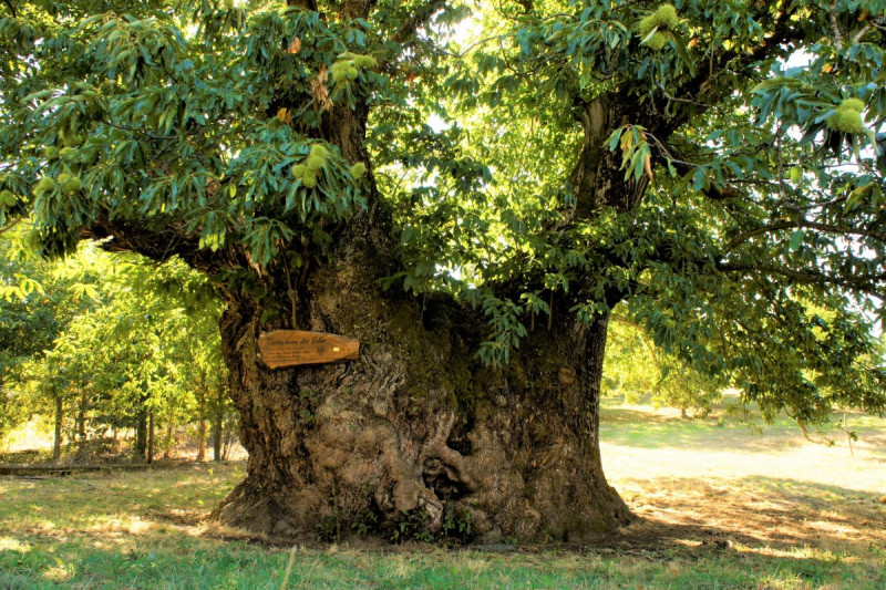 castanheiro de vales.jpg castanheiro de vales.jpg