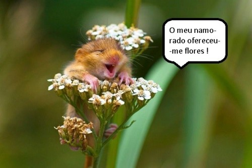 Roedor Flores.jpg