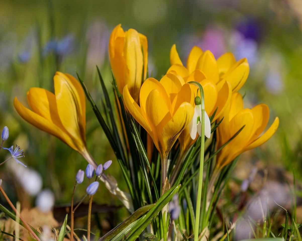 crocus-3181187_1920.jpg crocus-3181187_1920.jpg