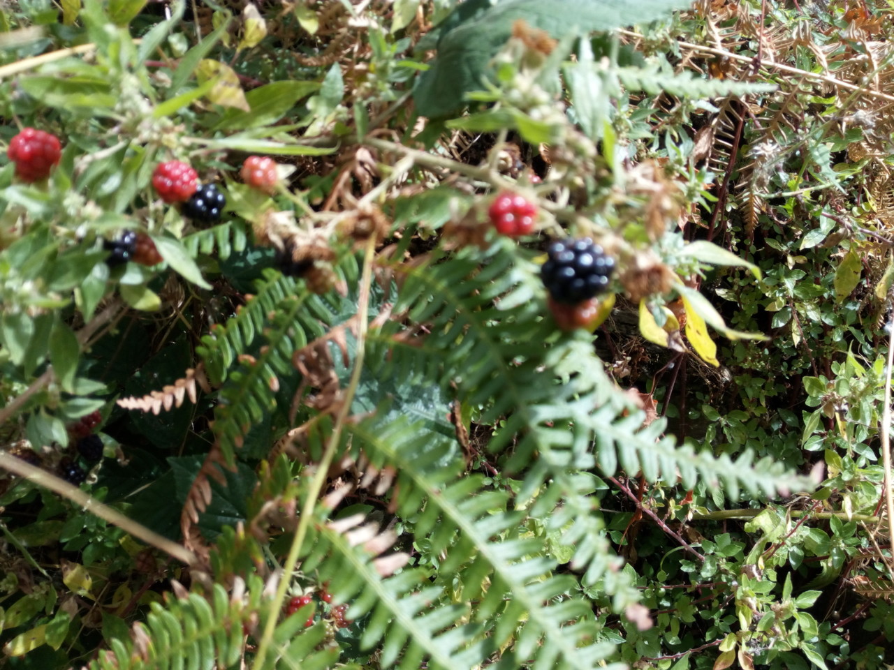 IMG_20180805_122616.jpg