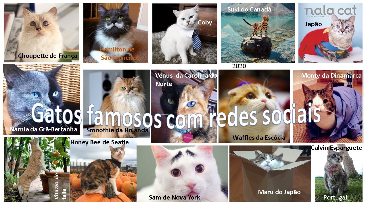 gatosFcomredesociais.jpg