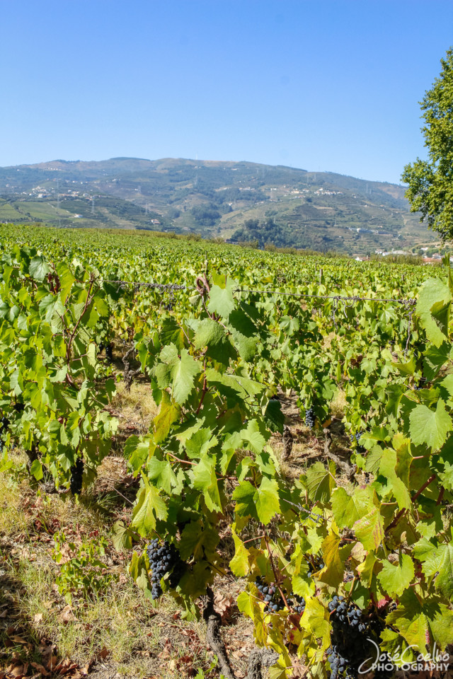 QUINTA DA PACHECA DOURO LAMEGO (11).jpg QUINTA DA PACHECA DOURO LAMEGO (11).jpg