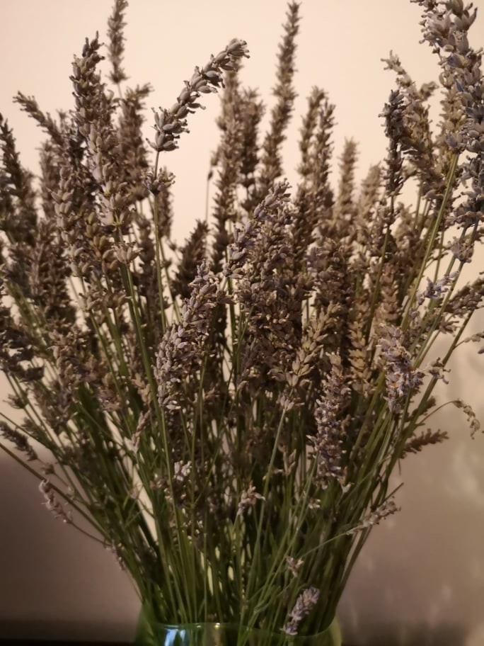 alfazema.jpg alfazema.jpg