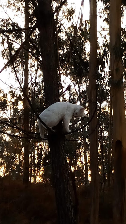 Nao_me_canso_disto_gato_companheiro4.jpg