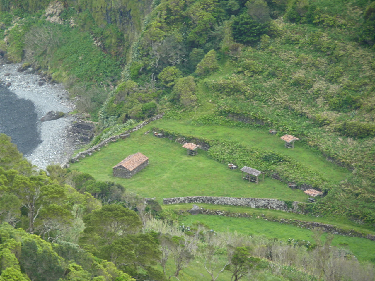 Cedros, Flores (2).JPG Cedros, Flores (2).JPG