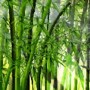 bambu1.jpg