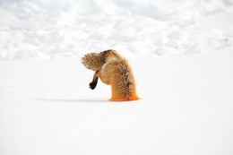 redfoxir1.jpg