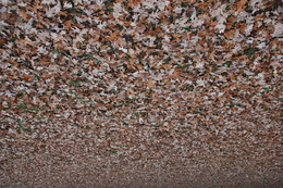 Folhas ca&iacute;das