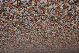 Folhas ca&iacute;das