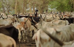 Mulher dinka entre o gado, Sudão do Sul