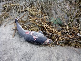 GOLFINHO FEVEREIRO 2014.JPG