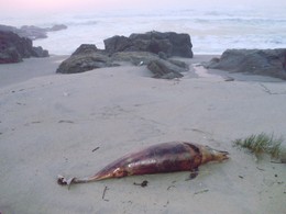 C:\Documents and Settings\Administrador\Ambiente d