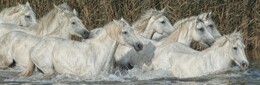 horses-4439327_1280 - C&oacute;pia.jpg