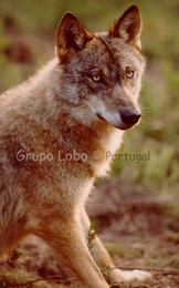 iberian_wolf-GL1.jpg