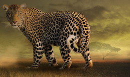 wildlife-3232671_960_720.jpg