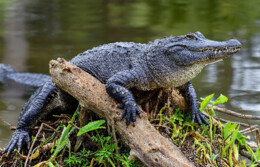 Alligator-Florida.webp